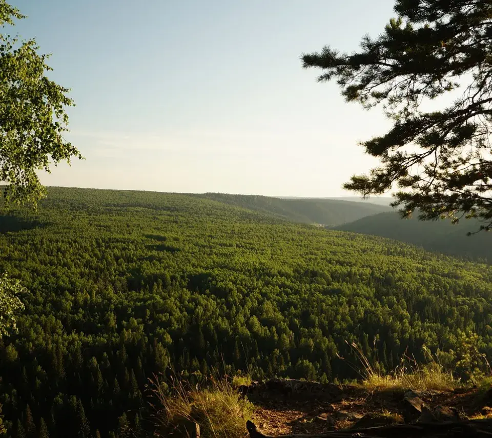 Image de forêt