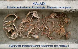 MALADI MALADI - Maladies AnimaLes en Archéologie : Diagnostic et Impacts. Quand les animaux meurent, les hommes sont malades